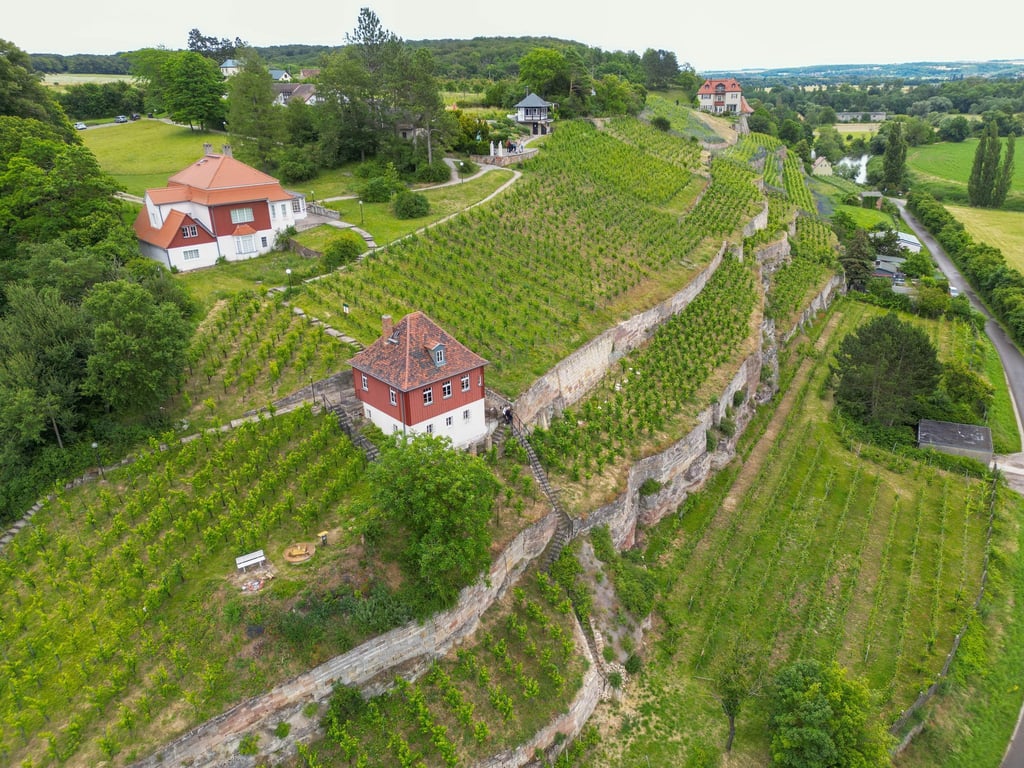 In der Winzervereinigung Freyburg-Unstrut sind 322 Winzer mit einer Rebfläche von 389 Hektar organisiert. (Archivbild)