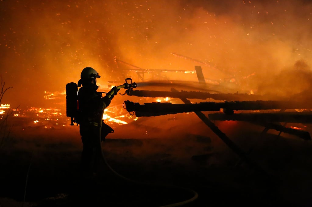 Mehrere Rinder kamen bei dem Brand in den Flammen um. (Symbolbild)