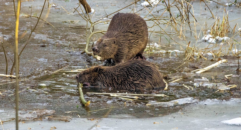 Obwohl viele Biber im Raum Dessau leben, sind sie scheu und nur selten anzutreffen. Dieses Paar entdeckte unser Fotograf im vergangenen Winter im Beckerbruch. Es handelt sich nicht um die Tiere vom Zoberberg.