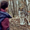 Viola Delbrück (Yvonne Catterfeld) steht vor einem Wolf in einer Szene des Krimis "Wolfsland - Schwarzer Spiegel", der am Donnerstag, 27.02.2025. im Ersten gezeigt wird.