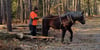 Holzrücken im Jävenitzer Moor