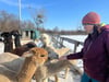 Kerstin Galisch bei ihren Alpakas auf der Weide.