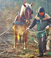 Frank Lemme aus Wiepke und sein Süddeutsches Kaltblut schlugen sich wie alle Teilnehmer von der Interessengemeinschaft Zugpferde gut im Wald im Jävenitzer Moor. Für den schmucken Fuchs,  der seinem Namen V6 alle Ehre machte und zeigte, wie auch „1 PS“ ziehen kann, war es der erste Einsatz dieser Art.