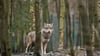 In Sachsen-Anhalt leben derzeit 32 Wolfsrudel und fünf Wolfspaare, hauptsächlich in der Altmark und im Osten des Landes. (Archivbild)