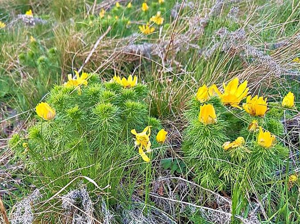 Im Weinbergsgrund wachsen auf dem kalkbetonten Trockenrasen auch die Adonisröschen.