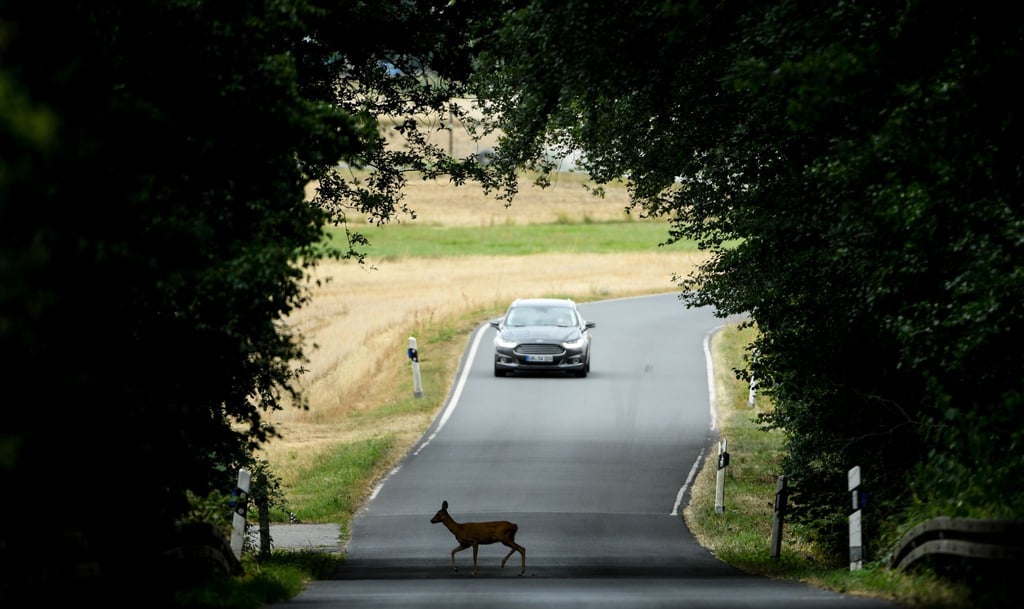 Ein Reh, eine Straße, ein Auto - und es macht „Rumms“?: In solchen Fällen zahlt meist eine Kaskoversicherung. Aber nicht, wenn sie Zweifel am Unfallgeschehen hat.