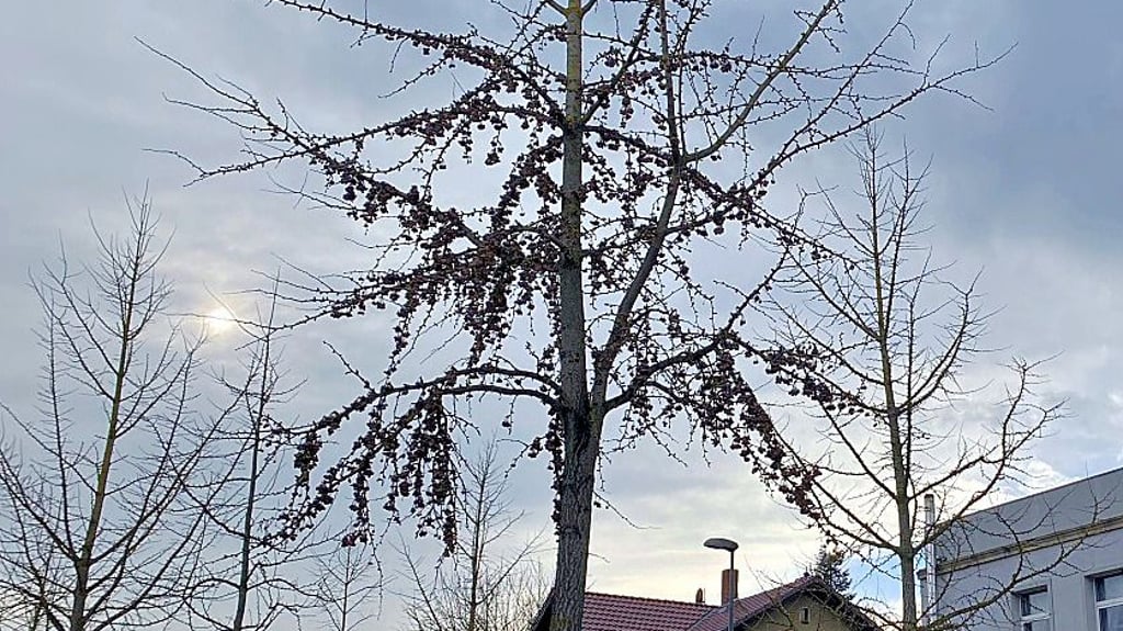 In Haldensleben verursachen die Früchte der weiblichen Gingkobäume den Gestank.