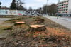 Für den Bau einer neuen Straßenbahnstrecke wurden in Magdeburg gefällt.