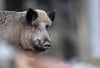 Wildschweine sorgen für Schäden auf dem städtischen Friedhof im Wernigeröder Ortsteil Hasserode. 