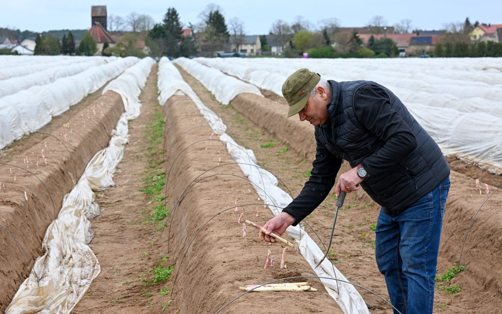 Die Brandenburger Landwirte haben 2024 weniger Spargel gestochen. (Archivbild)