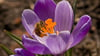 Heimische Zwiebel- und Knollenpflanzen wie Krokusse liefern früh im Jahr Nahrung für bestäubende Insekten.