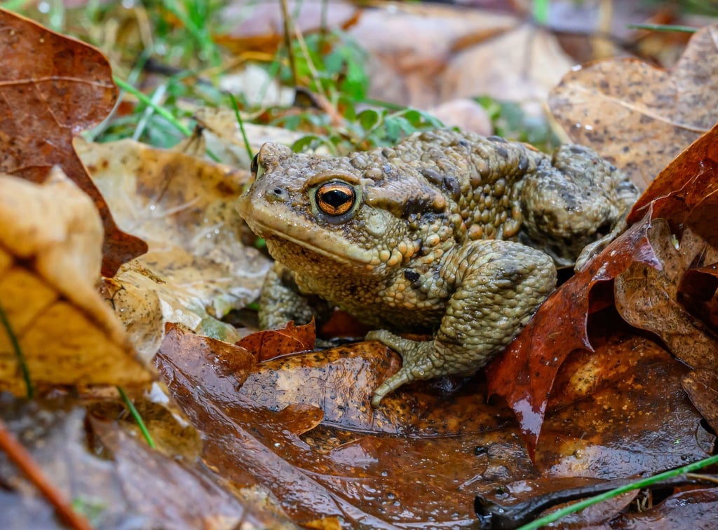 Erstmalig legen der Verein Amphibien- und Reptilienschutz Thüringen (ART) und das Umweltlandesamt den „Atlas der Amphibien und Reptilien Thüringens“ vor. (Symbolfoto)