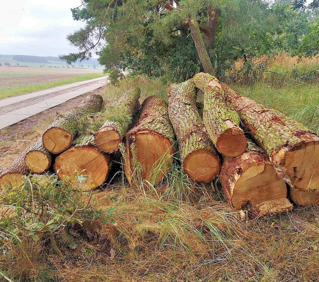 Dreister Holzklau in einem Wald bei Estedt. Die Eigentümer hoffen auf Zeugenhinweise.