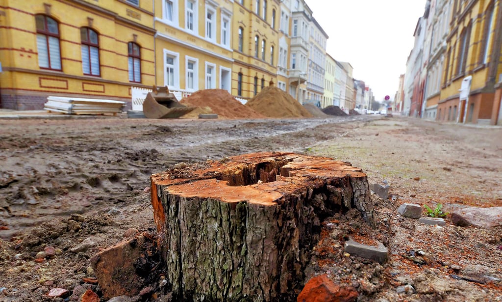 Die Bäume in der Aribertstraße in Köthen sind gefallen.