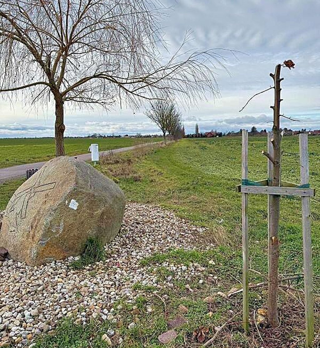 Vandalismus am Mühlenstein: Die Linde wurde abgeknickt.