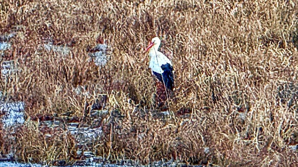 Auf den Pratauer Elbwiesen geht ein Storch auf Nahrungssuche.