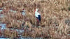 Auf den  Pratauer Elbwiesen geht ein Storch auf  Nahrungssuche. 