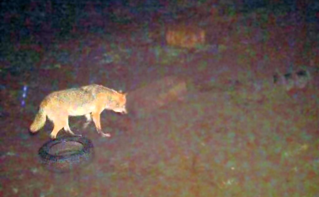 Der Wolf in Roßlau.