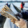 Ein Arbeiter hält Spargelstangen auf einem Spargelfeld in den Händen. Erntereif ist in diesen Tagen vor allem der Spargel, der in beheizten Folientunneln gedeiht. In den kommenden Wochen wird dann verbreitet der Spargel gestochen.