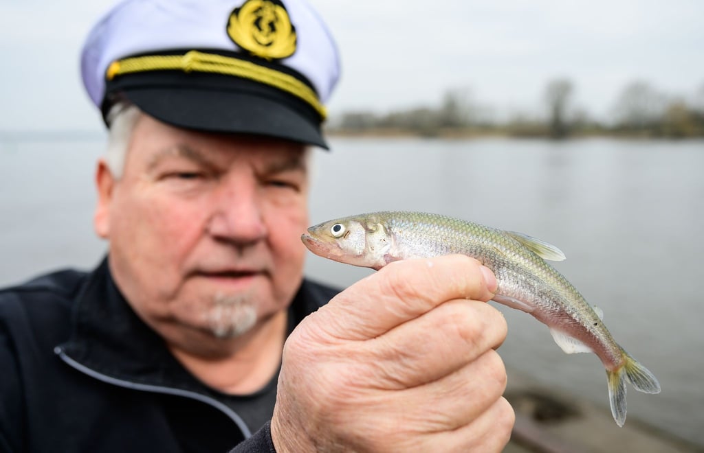 Die Stintsaison in der Elbe nimmt Fahrt auf.