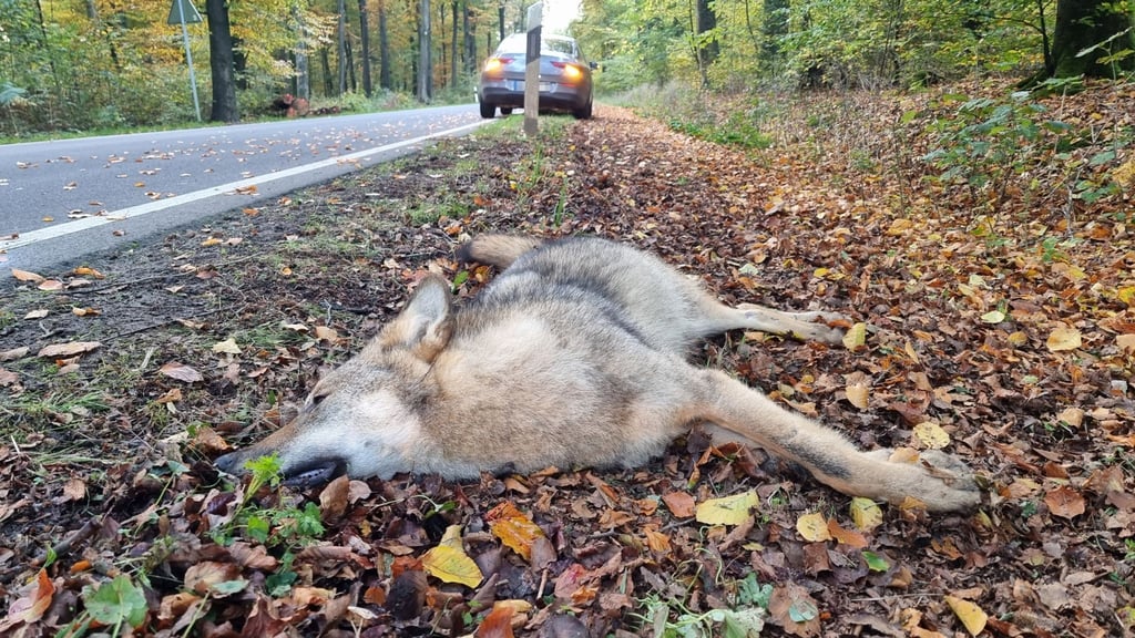 Das Wolfskompetenzzentrum Iden untersucht den toten Wolf. (Symbolbild)