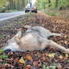 Ein toter Wolf liegt am Straßenrand: Das Wolfskompetenzzentrum Iden wirden das tote Tier untersuchen