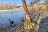 Die frischen Spuren des Bibers im Uferbereich des Osterfelder Tonteiches sind deutlich zu erkennen.   