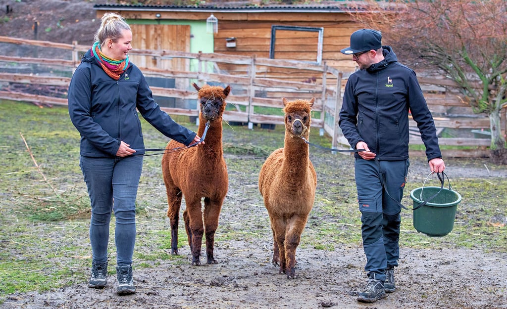 Auf der Suche nach einem klimaneutralen Rasenmäher entwickelte sich auf Susan und Sebastian Adams Stößener Wohngrundstück eine Alpakafarm.