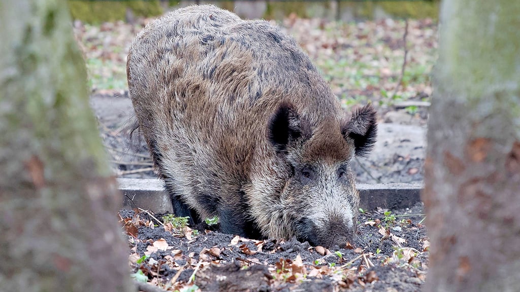 Der Prozess dreht sich um ein Wildschwein und den Verdacht der Wilderei.