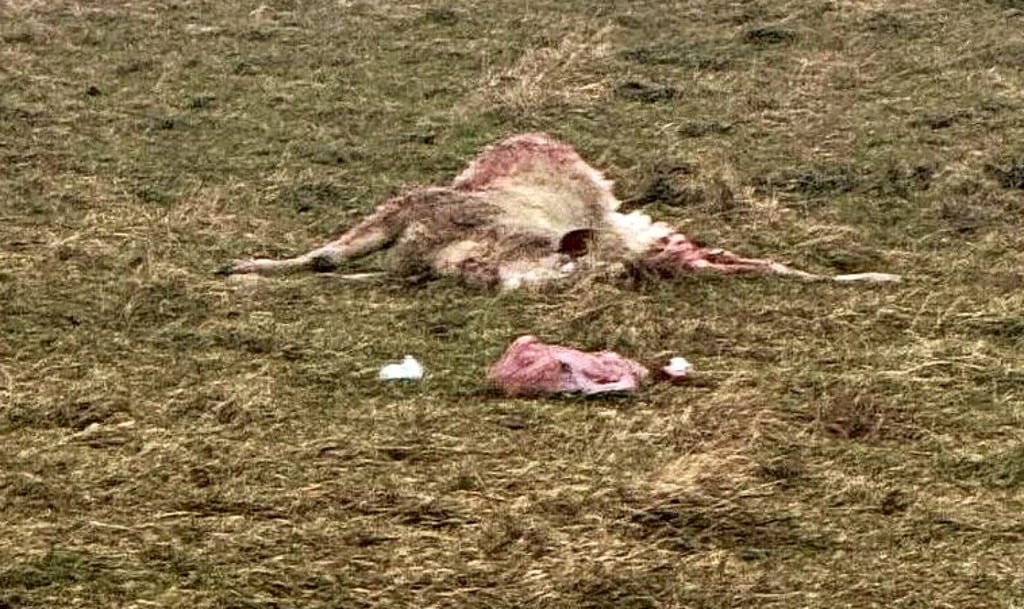 Das gerissene Schaf liegt auf der Wiese.