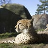 Amurleoparden können in Zoos bis zu 20 Jahre alt werden.