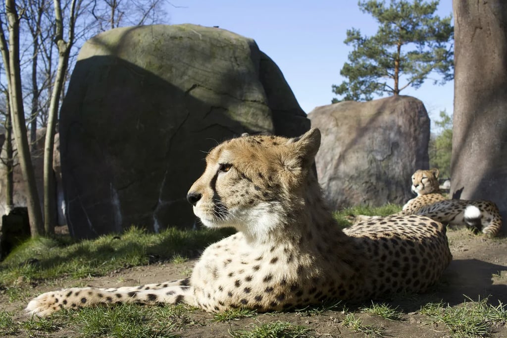 Amurleoparden können in Zoos bis zu 20 Jahre alt werden.