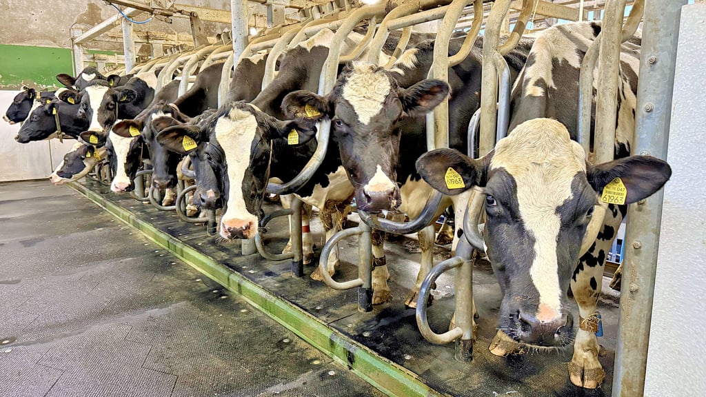 Aktuell lohnt sich die Milchviehhaltung wie hier in Bobbau. Allerdings haben sich in der Region viele Betriebe von der Tierhaltung verabschiedet.