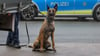 Am Magdeburger Hauptbahnhof hat am Mittwoch ein Sprengstoff-Spürhund herumgeschnüffelt. Grund dafür war eine herrenlose Sporttasche.