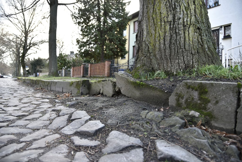 Hier kollidiert ein Baum mit den Begrenzungen der Straße.