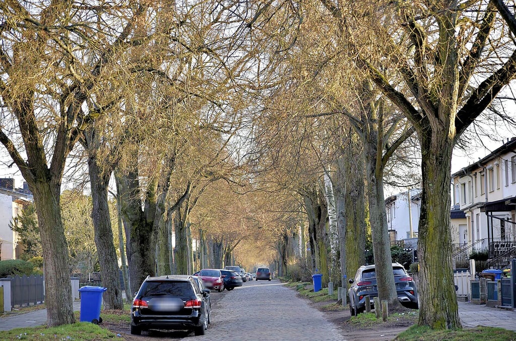 Blick in den Stadtweg in Magdeburg. Einige der Bäume, die hier stehen, sind schon mehr als 120 Jahre alt. Nun könnten sie für die Sanierung der Straße gefällt werden.