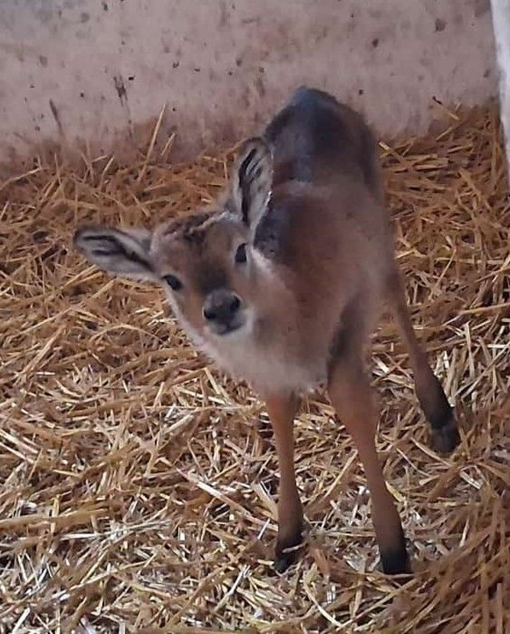 Im Januar ist im Zoo Aschersleben ein Litschi-Wasserbock zur Welt gekommen.