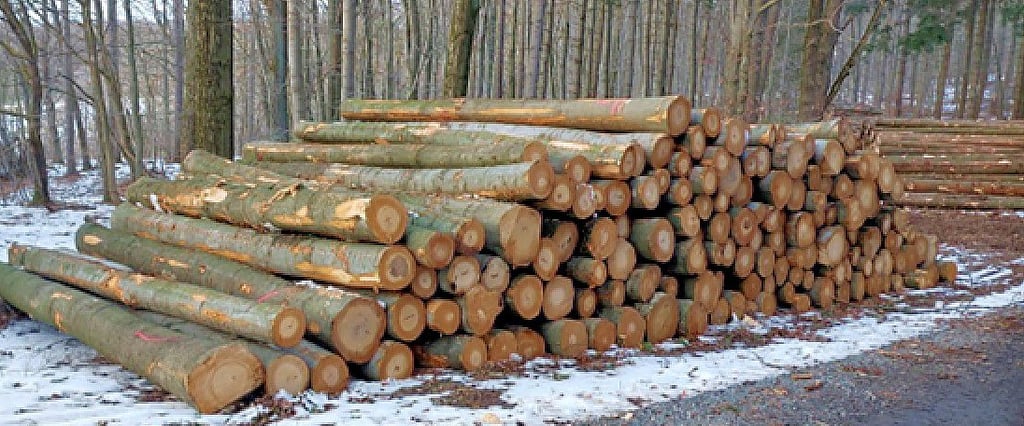 Der Landesforstbetrieb verstärkt die Überwachung von Holzpoltern in bestimmten Forstgebieten gegen Diebstahl.