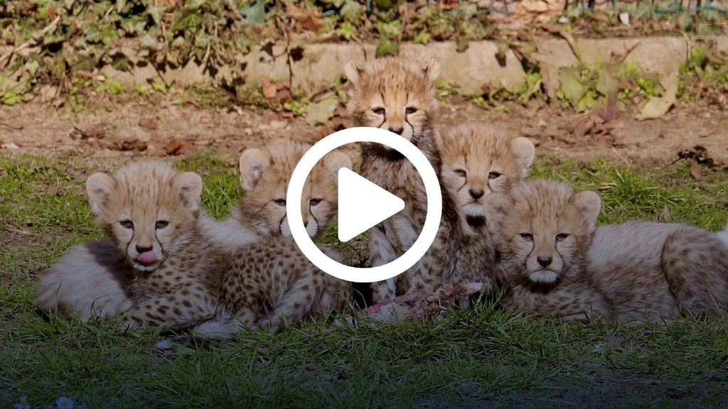 Tiergarten Bernburg: Die fünf Jungtiere bei den Geparden entdecken derzeit schon das Außengehege hinter den Kulissen, immer unter Aufsicht von Mutter "Everest".