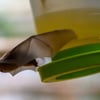 Eine Blütenfledermaus fliegt im Magdeburger Zoo eine Futterstation an. Darin befindet sich ein Gemisch aus Honig, getrocknetem Nektar und Wasser. Bei der Fledermausart hatte es zum Monatswechsel von Januar auf Februar Nachwuchs gegeben. Nach der Geburt sind Blütenfledermäuse nur wenige Millimeter Groß. Innerhalb von vier Wochen wachsen die Tiere dann nahezu aus und sind dann etwa 15 Gramm schwer und nur 5 Zentimeter Groß. Die Minifledermäuse lassen sich im Magdeburger Zoo im Tapirhaus beobachten. (Foto: dpa)