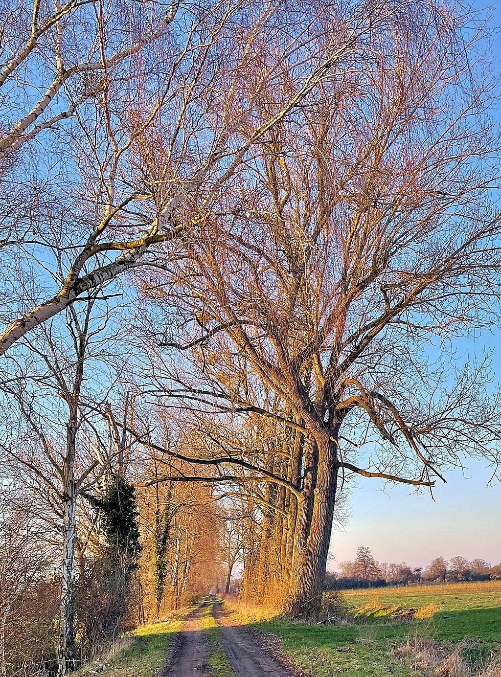 So sah einer der betroffenen Wege in Schenkenhorst aus, bevor den Bäumen zuleibe gerückt wurde.