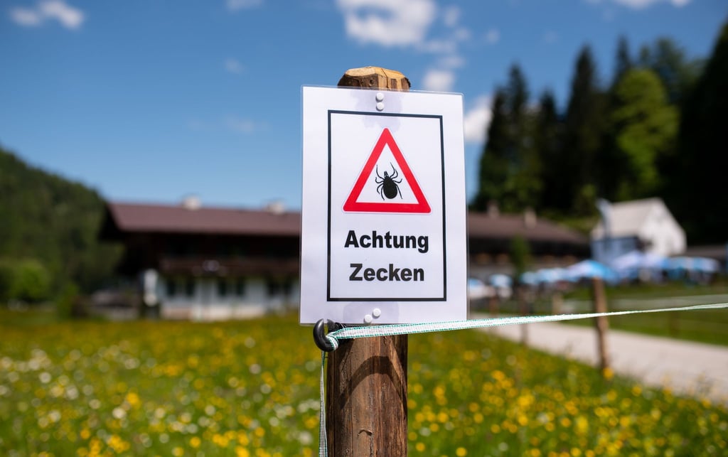 Zecken sitzen häufig an Gräsern oder Sträuchern. (Archivbild)