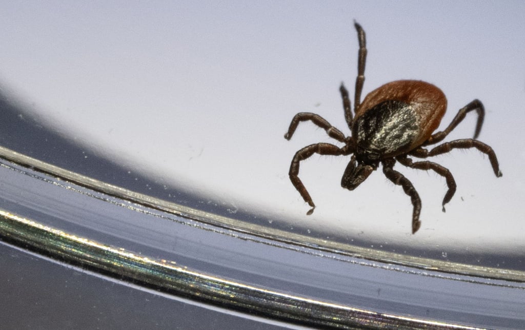 Der Gemeine Holzbock (Ixodes ricinus) ist die häufigste Zeckenart in Deutschland. (Archivbild)