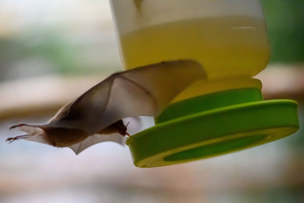 Eine Blütenfledermaus fliegt im Magdeburger Zoo eine Futterstation an.