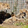 Die Elefantenkuh Sweni (v) und Elefantenbulle Kandi im Magdeburger Zoo stehen auf Freigehege. Ihr Baby-Elefant soll in Kürze zur Welt kommen.