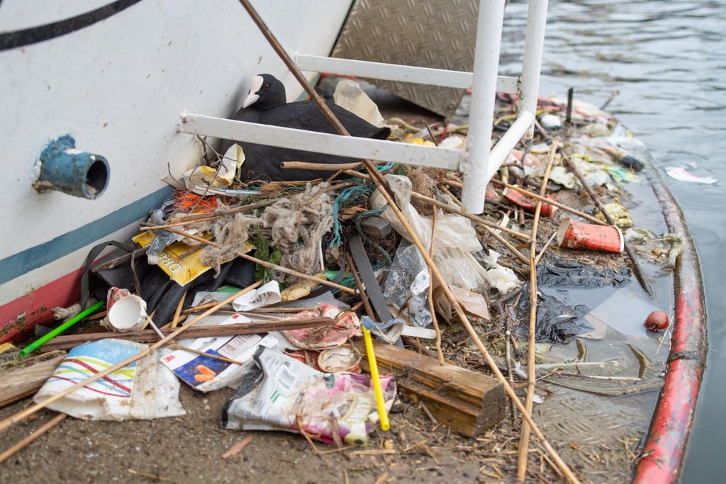 In Amsterdam bauen Blässhühner ihre Nester auch auf menschengemachte Untergründe - und mit menschengemachtem Plastik.