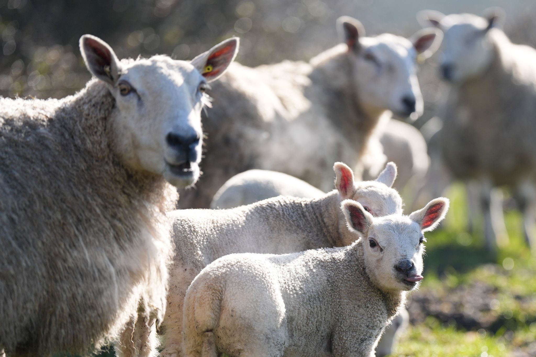 Landwirtschaft Weniger Schafe in SachsenAnhalt