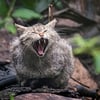 Die Europäische Wildkatze erobert sich immer mehr Lebensräume in Sachsen-Anhalt zurück.