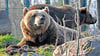 Mette und Bambam, die beiden Braunbären im Zoo Aschersleben, können nun ihre Nase wieder in die Sonne strecken.