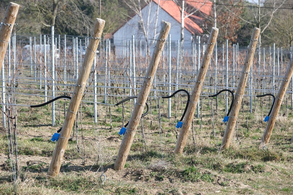 Das Heizsystem wird angestellt, wenn die ersten frischen Triebe von Frost bedroht werden.